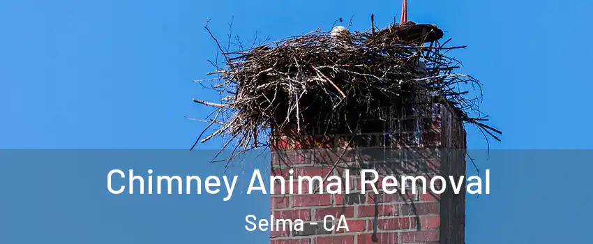  Chimney Animal Removal Selma - CA