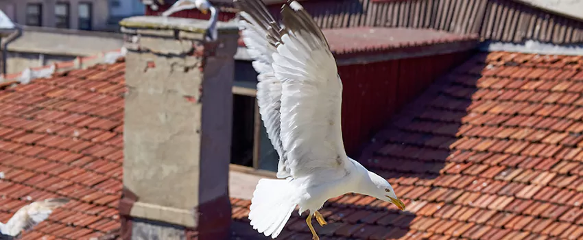 Residential Chimney Animal Removal Solution in Selma, CA