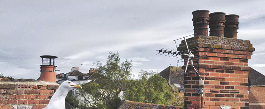 Chimney Cleaning And Restoration in Selma, California